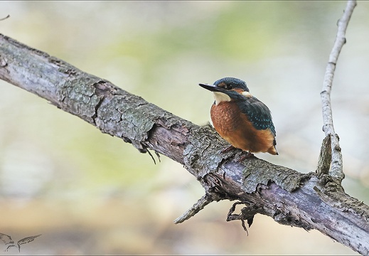 Martin-pêcheur 29-05-23 013 (641 visits) Martin-pêcheur 29-05-23 013