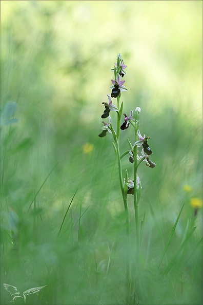 Ophrys drumana- Crussol 19-05-23 007