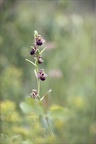 Ophrys fuciflora x aranifera- La Platière 18-05-23 039
