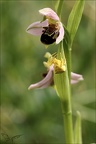 Ophrys apifera- Thomise 20-05-23 012