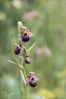 Ophrys fuciflora x aranifera La Platière 18-05-23 036