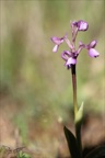 Anacamptis champagneuxii 15-04-23 003
