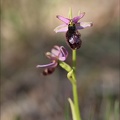 Ophrys aurelia_16-04-23_001.jpg