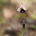 Ophrys aurelia 16-04-23 016