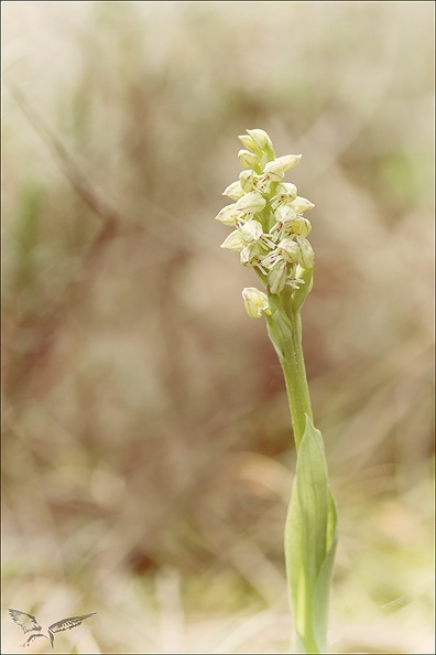 Neotinea maculata_14-04-23_002.jpg