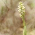 Neotinea maculata 14-04-23 002
