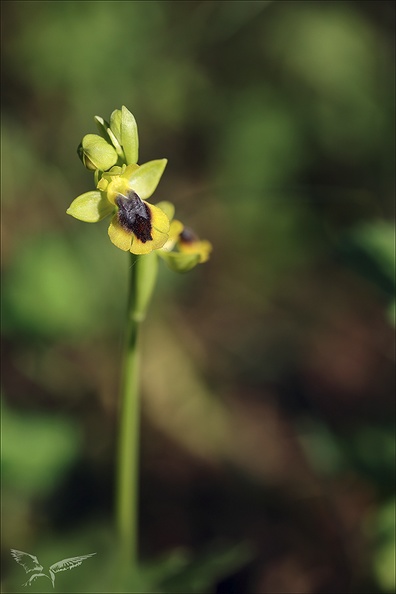 Ophrys lutea_16-04-23_001.jpg
