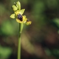 Ophrys lutea 16-04-23 001