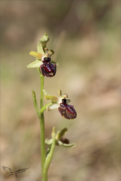 Ophrys incubacea            _14-04-23_003.jpg