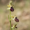 Ophrys incubacea             14-04-23 003