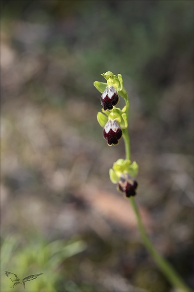 Ophrys bilunulata_16-04-23_002.jpg