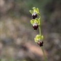 Ophrys bilunulata 16-04-23 002