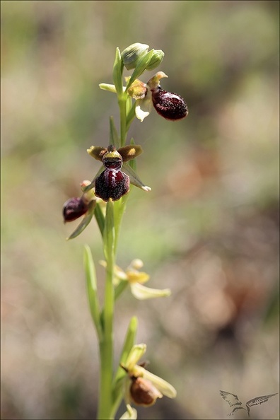 Ophrys passionnis_14-04-23_003.jpg