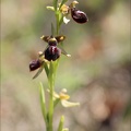 Ophrys passionnis 14-04-23 003