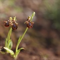 Ophrys speculum 16-04-23 011
