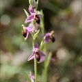 Ophrys scolopax 16-04-23 005