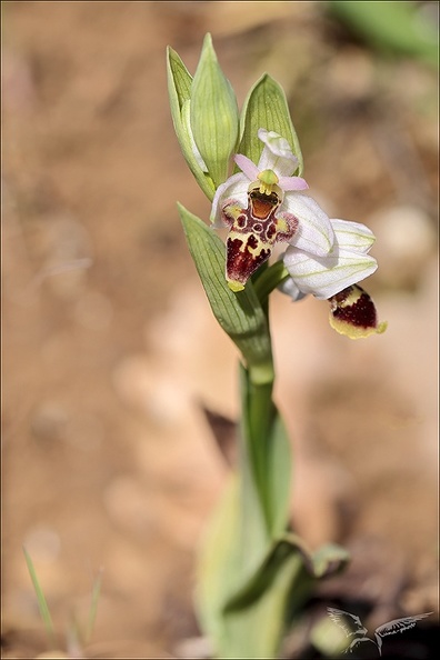 Ophrys picta_14-04-23_002.jpg