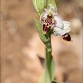 Ophrys picta 14-04-23 002