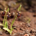 Ophrys speculum 16-04-23 014