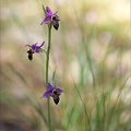 Ophrys scolopax_16-04-23_009.jpg