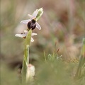 Ophrys splendida 15-04-23 016