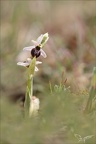 Ophrys splendida 15-04-23 016