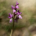 Orchis olbiensis_16-04-23_002.jpg