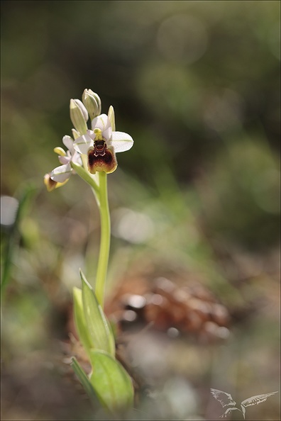 Ophrys tenthredinifera sub_16-04-23_006.jpg