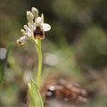 Ophrys tenthredinifera sub 16-04-23 006
