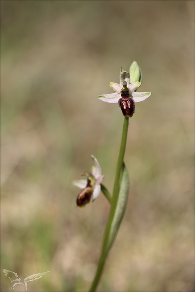 Ophrys splendida_15-04-23_021.jpg