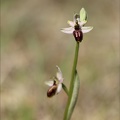 Ophrys splendida 15-04-23 021