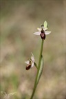 Ophrys splendida 15-04-23 021