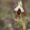 Ophrys splendida_15-04-23_028.jpg