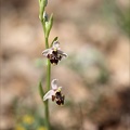 Ophrys vetula 14-04-23 002