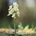 Orchis provincialis_16-04-23_009.jpg