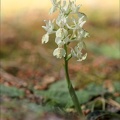 Orchis provincialis_16-04-23_005.jpg