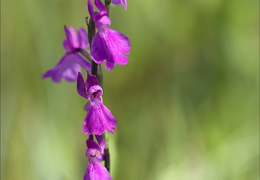 Anacamptis palustris 23-06-14 013 (678 visits) Anacamptis palustris 23-06-14 013