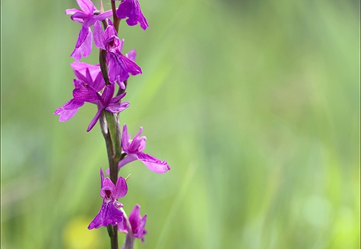 Anacamptis palustris 23-06-14 020 (558 visits) Anacamptis palustris 23-06-14 020