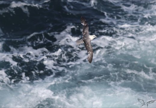 Fulmar boréal en vol 29-06-23 012 (616 visits) Fulmar boréal en vol 29-06-23 012