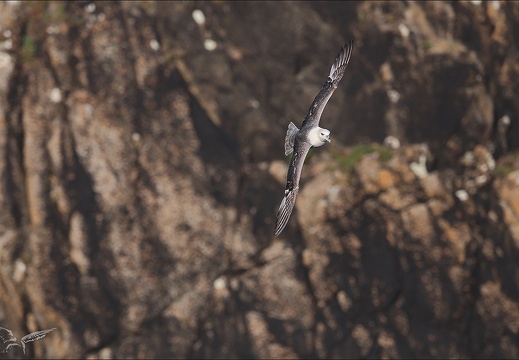 Fulmar boréal en vol 29-06-23 008 (566 visits) Fulmar boréal en vol 29-06-23 008