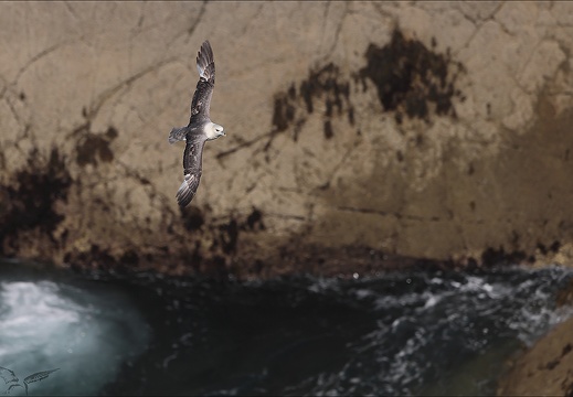 Fulmar boréal en vol 29-06-23 004 (704 visits) Fulmar boréal en vol 29-06-23 004