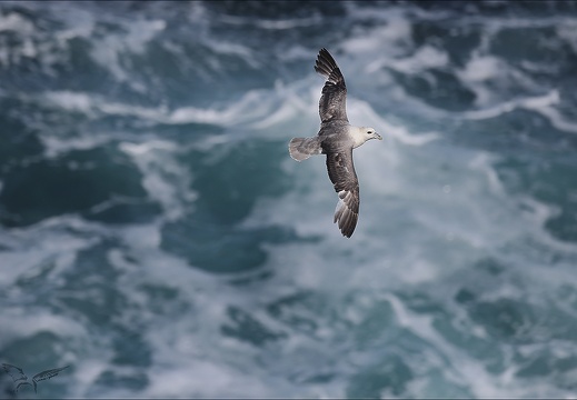 Fulmar boréal en vol 29-06-23 006 (564 visits) Fulmar boréal en vol 29-06-23 006