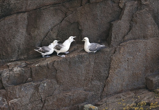 Fulmar boréal 23-06-20 015 (582 visits) Fulmar boréal 23-06-20 015