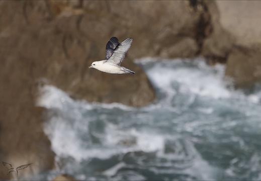 Fulmar boréal en vol 29-06-23 017 (616 visits) Fulmar boréal en vol 29-06-23 017