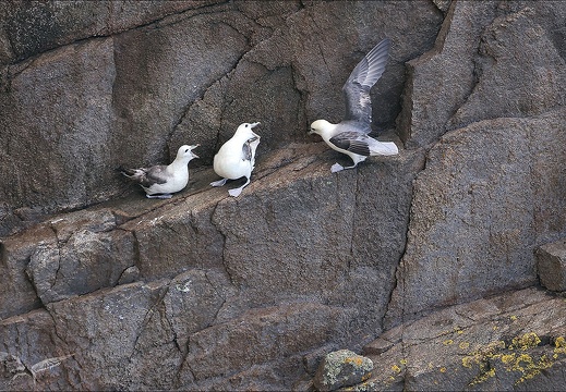 Fulmar boréal 23-06-20 007 (596 visits) Fulmar boréal 23-06-20 007