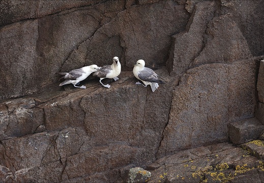 Fulmar boréal 23-06-20 019 (474 visits) Fulmar boréal 23-06-20 019
