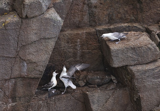 Fulmar boréal 23-06-20 033 (472 visits) Fulmar boréal 23-06-20 033