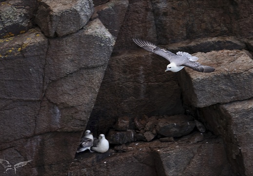 Fulmar boréal 23-06-20 025 (511 visits) Fulmar boréal 23-06-20 025