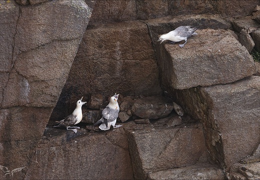 Fulmar boréal 23-06-20 034 (679 visits) Fulmar boréal 23-06-20 034