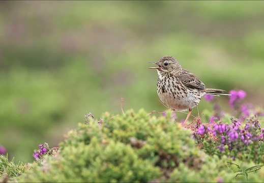 Pipit farlouse 23-06-19 022 (495 visits) Pipit farlouse 23-06-19 022